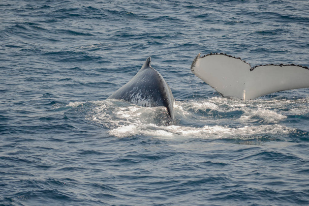 オーストラリアのザトウクジラの美しいクローズアップ写真撮影 - 写真・画像