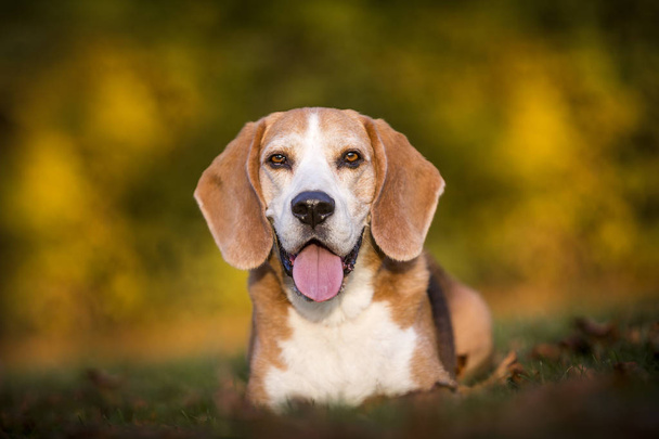 retrato de un perro beagle - Foto, imagen