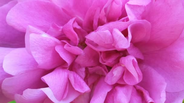 Ροζ τριαντάφυλλο κήπο ανθίζει ηλιόλουστη θερινή ημέρα βίντεο close-up μακρο με εφέ ζουμ, μετακινώντας την κάμερα και αργή κίνηση - Πλάνα, βίντεο