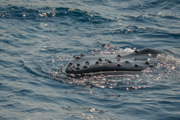 красивые крупным планом фотосессии горбатых китов в Австралии
 - Фото, изображение