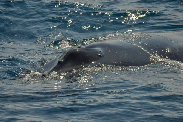 belle photo de gros plan shootong de baleines à bosse en Australie
 - Photo, image