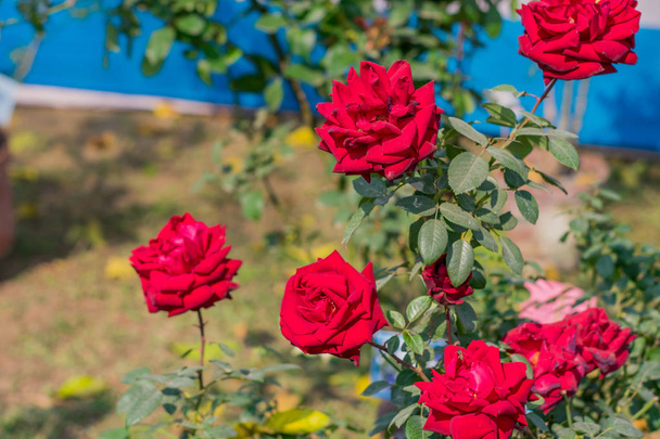 A Rose is een houtachtige meerjarige bloeiende plant van het geslacht Rosa familie Rosaceae heeft struiken scherpe stekels. Een zon liefdevolle bloeit in de lente winter zomer. Populair voor tuin boeket. Symbool van liefde vriendschap - Foto, afbeelding
