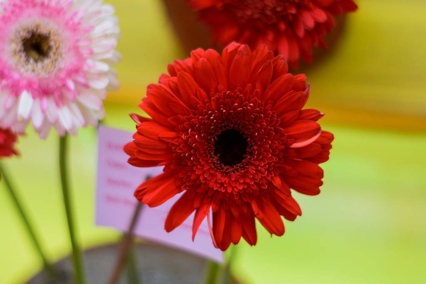 Dahlia 'Obispo de Llandaff' es un cultivar perenne tierno tuberoso con follaje de color oscuro produce un contraste impresionante con su escarlata. Su planta amante del sol florece a principios de primavera a finales de verano
. - Foto, imagen