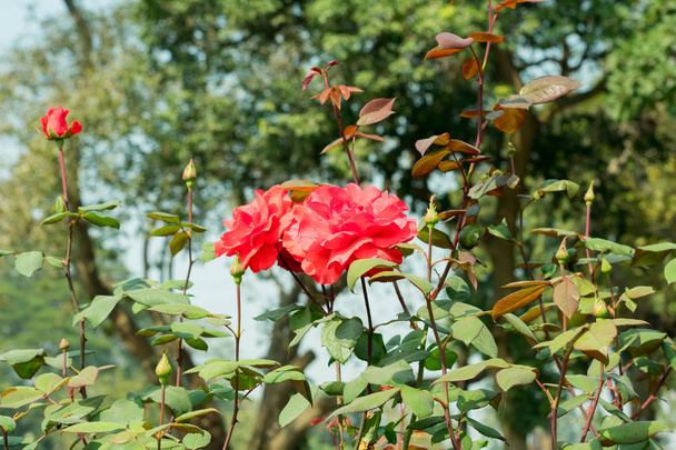 A vörös rózsát, Rosa nemzetség Rosaceae család. A cserjék szárak éles tüskék. Ez egy nap szerető növény virágzik tavasszal nyáron. A szimbóluma a barátság tökéletes vonzza pillangók mézelő méhek. - Fotó, kép