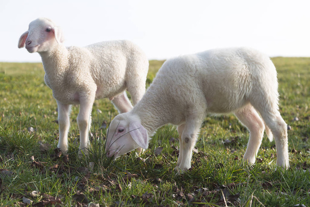 Deux jeunes agneaux sur une prairie
 - Photo, image