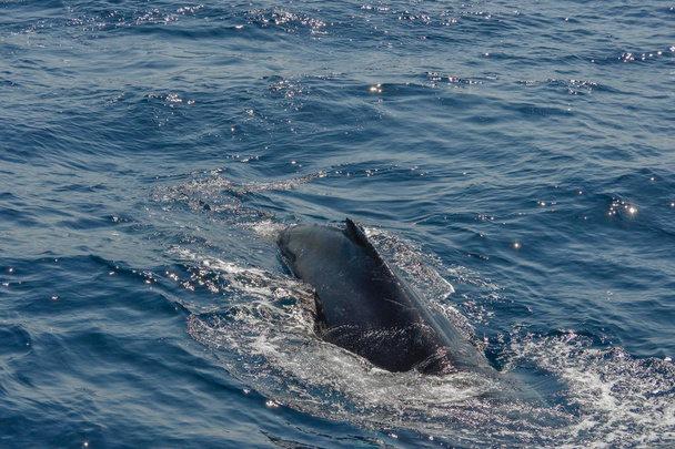 hermosa sesión de fotos de cerca de ballenas jorobadas en Australia
 - Foto, Imagen