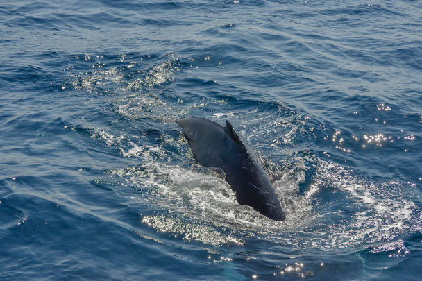 オーストラリアのザトウクジラの美しいクローズアップ写真撮影 - 写真・画像