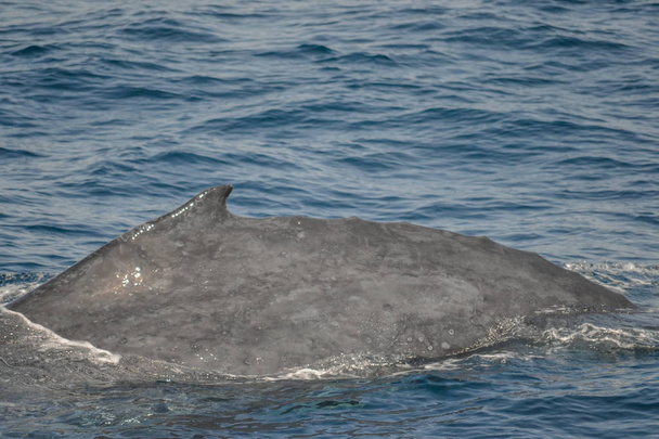 belo close-up foto de tiro de baleias jubarte na Austrália
 - Foto, Imagem