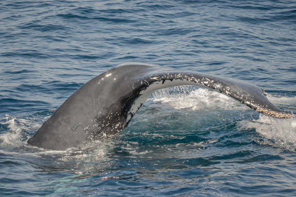 Avustralya 'da kambur balinaların güzel yakın çekim fotoğraf çekimi - Fotoğraf, Görsel