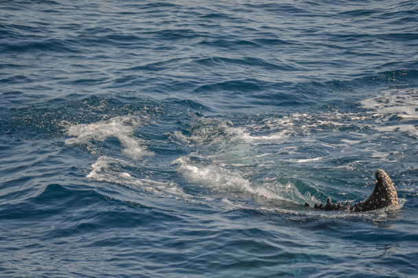 красивая фотосессия крупным планом горбатых китов в Австралии
 - Фото, изображение