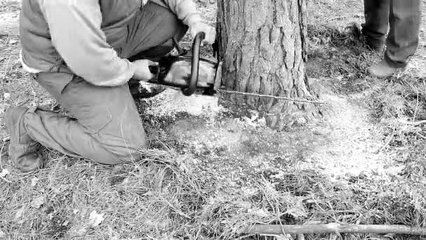 A woodcutter cuts a tree on the ground with a chainsaw for further processing in the forest industry, the business concept of professional activities of people who are experts in their field - Footage, Video