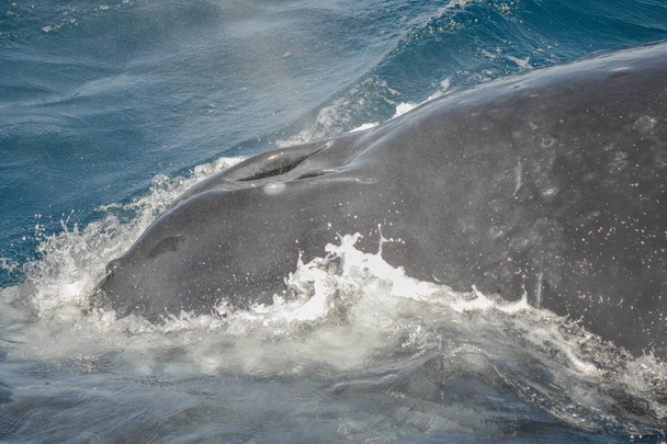 gyönyörű közelről fotó lövöldözés a púpvissza bálnák Ausztráliában - Fotó, kép