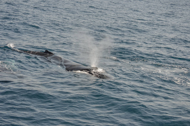 όμορφη κοντά φωτογραφία γυρίσματα των φαλαινών φάλαινας στην Αυστραλία - Φωτογραφία, εικόνα