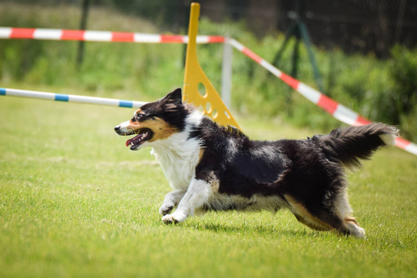 Kutya tricolor Ausztrál Pásztor van futás-ra agilitás verseny. Csodálatos nap a Cseh agilitás versenyt. Ezek a közepes szakértő azt jelenti, a2. - Fotó, kép