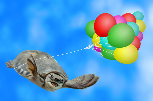 amüsante Schildkröte fliegt auf bunten Luftballons in blauem Himmel Hintergrund mit Kopierraum. Lustige Tier-Nahaufnahme. Fallschirmjäger am Himmel. Fallschirmspringen. erstaunlich glücklich Schildkröte hat Spaß. Fallschirmspringer. - Foto, Bild