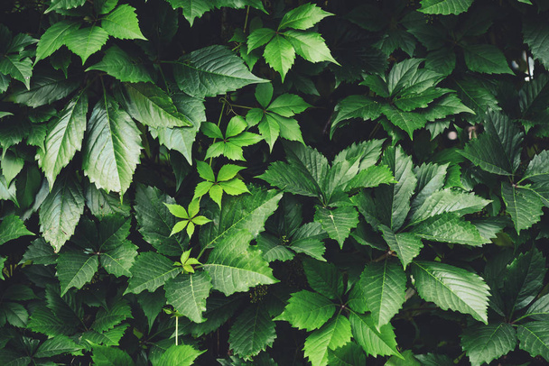 春の大きな緑の葉の生け垣。パルテノシッサス・ヘンリアナの緑のフェンス。女の子らしいブドウの自然な背景。パルテノシス・インサータの花の質感。豊かな緑。植物園の植物. - 写真・画像