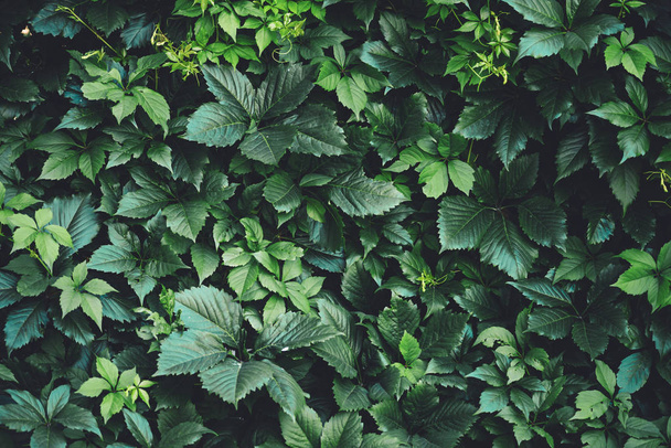 Hedge of big green leaves in spring. Green fence of parthenocissus henryana. Natural background of girlish grapes. Floral texture of parthenocissus inserta. Rich greenery. Plants in botanical garden. - Photo, Image
