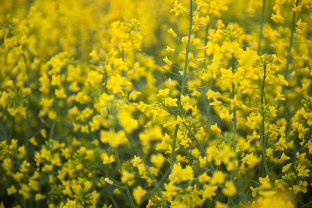 blooming canola in the field - Foto, afbeelding