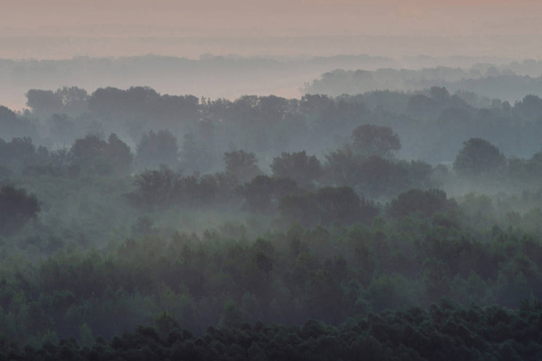 Je to mystický pohled z vrcholku lesa pod mlhu brzy ráno. Mlha mezi vrstvami ze stromových siluet v Tajga za předjitřního nebe. Klidné ranní ovzduší minimalistické krajiny majestátní povahy. - Fotografie, Obrázek