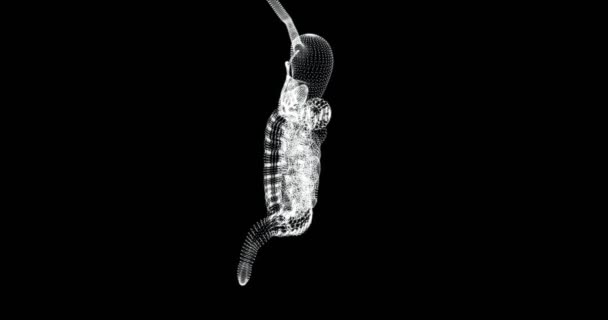 Hologramme 3d de l'intestin grêle et de l'intestin grêle du corps humain - boucle - Séquence, vidéo