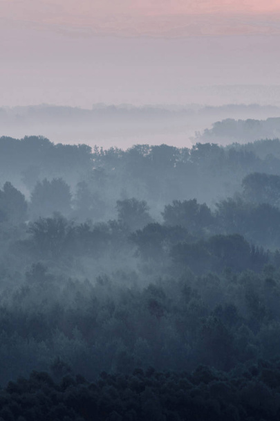 Vista mística sobre a floresta sob neblina no início da manhã. Névoa misteriosa entre camadas de silhuetas de árvores em taiga sob céu pré-amanhecer. Paisagem minimalista atmosférica de natureza majestosa em tons azuis desbotados
 - Foto, Imagem