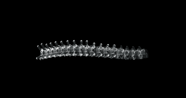 Schermo ologramma 3d di colonna vertebrale nel corpo umano - ciclo - Filmati, video
