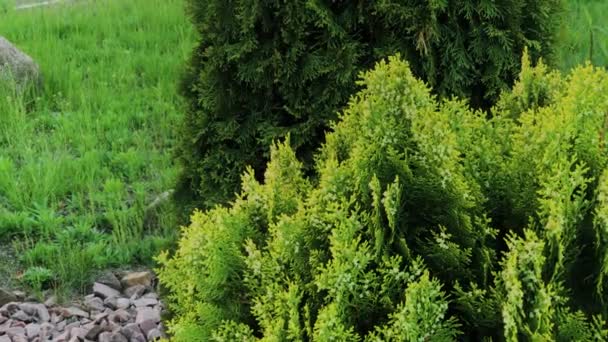 Beautiful green tree branches Thuja stock footage video. - Footage, Video