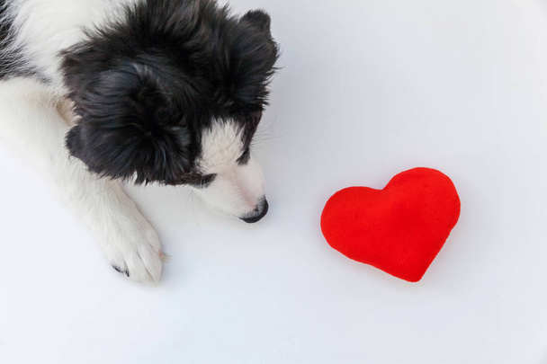 Funny studio portrait of cute smilling puppy dog border collie with red heart isolated on white background - Photo, Image