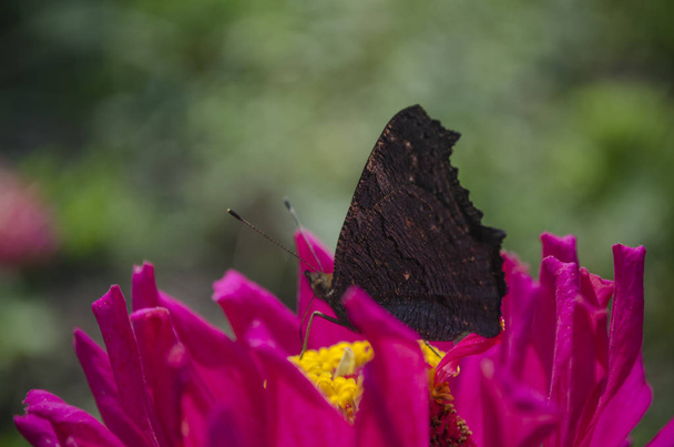 Colorido europeu pavão borboleta Inachis io, Aglais io senta-se em uma flor magenta Zinnia com asas fechadas, fundo borrado. perto, macro
 - Foto, Imagem