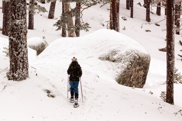 Mulher caminhando com sapatos de neve técnicos na floresta de pinheiros pelas montanhas. No Parque Nacional Sierra de Guadarrama, Madrid, Segóvia. Espanha
 - Foto, Imagem