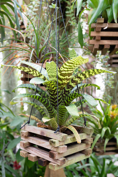Caja de madera colgante planta suspendida en una maceta de madera decorativa
 - Foto, Imagen