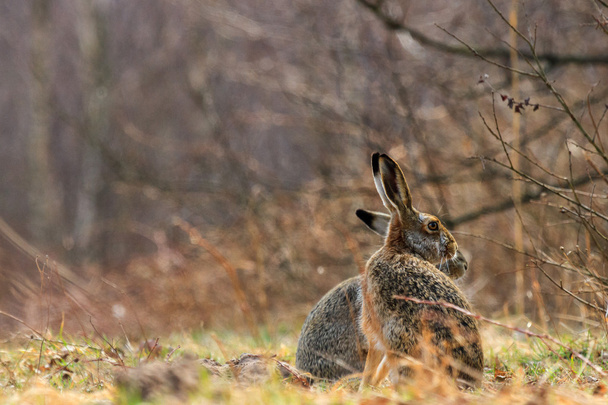 Two hares - Photo, Image