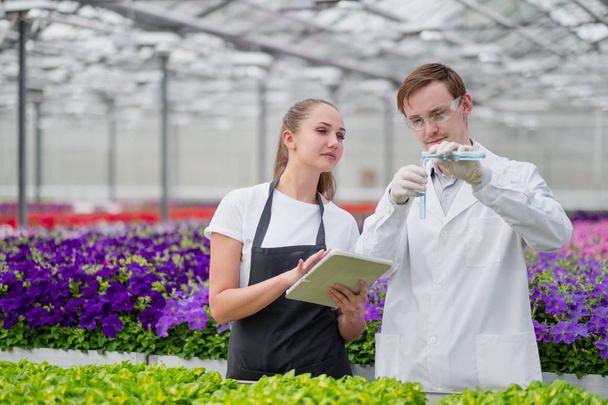 Two scientists agronomist breeder, a man and a woman, take samples in the greenhouse. - 写真・画像