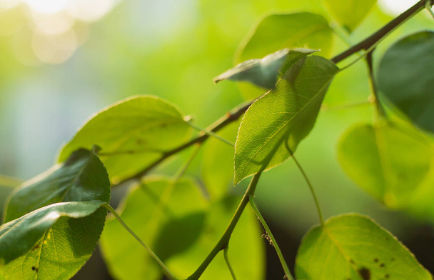 zielone liście na tle letnim - Zdjęcie, obraz