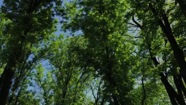 grüne Blätter und Äste eines Baumes in der Sonne. - Filmmaterial, Video