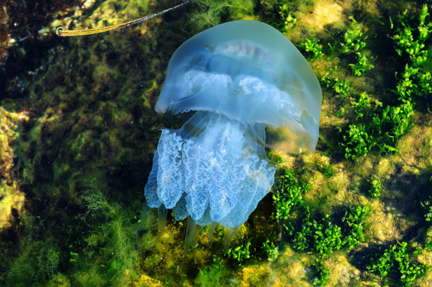 Sea Moon medúza kék úszás tengeri élet víz alatti óceán - Fotó, kép