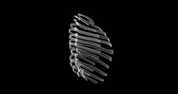 Ekran prezentacji żeber 3d struktury kości w organizmie człowieka - pętla - Materiał filmowy, wideo