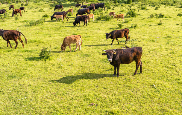 Una manada de ganado Heck, pastando en un claro en un día soleado de primavera en Alemania occidental
. - Foto, imagen