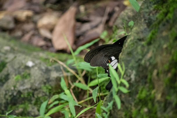 タイから黒と白のヘレン蝶の色 - 写真・画像