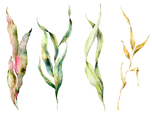 Watercolor seaweed set with laminaria branches. Hand painted underwater floral illustration with algae leaves isolated on white background. For design, fabric or print. - Photo, Image