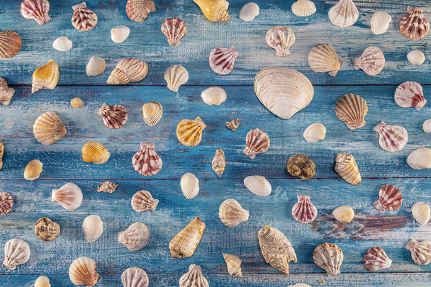 Summer time concept with sea shells on a blue wooden background - Foto, Imagen
