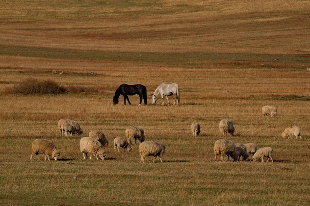 Rusko. Ovce na volných loukách altajské hory - Fotografie, Obrázek