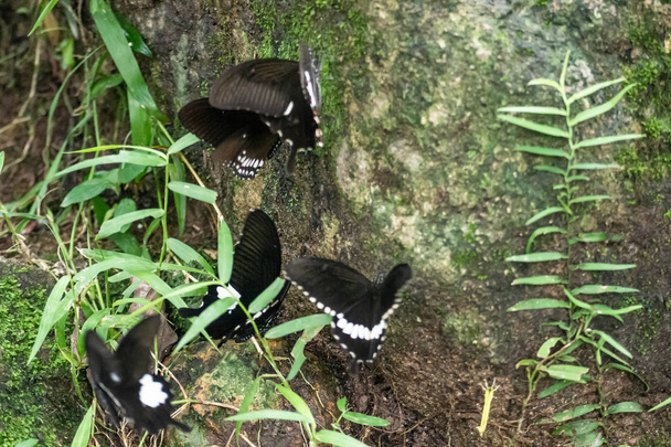 Musta ja valkoinen Helen perhonen väri Thaimaasta
 - Valokuva, kuva