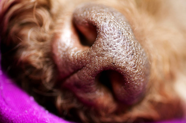Belle macro chien nez fond Lagotto Romagnolo race 50,6 mégapixels 6480 avec 4320 Pixels
 - Photo, image