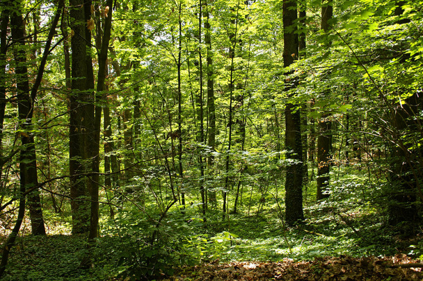 floresta densa em um dia ensolarado brilhante
 - Foto, Imagem