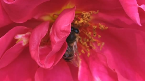 Kırmızı gül Bahçe Blooms güneşli yaz günü video yakın yukarıya makro yakınlaştırma etkileri ile, kamera ve yavaş hareket hareket - Video, Çekim