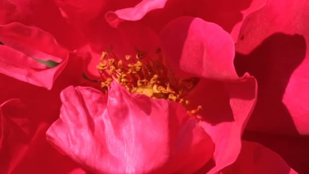 Vörös Rózsa kert virágzik napos nyári nap videó közeli makró hatásai nagyítás, a kamera mozgatása és a lassú mozgás - Felvétel, videó