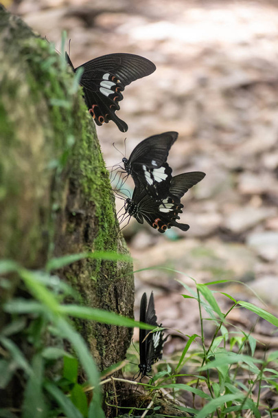 Color mariposa Helen blanco y negro de Tailandia
 - Foto, Imagen