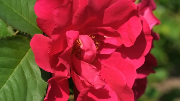 Κόκκινο τριαντάφυλλο κήπο ανθίζει ηλιόλουστη θερινή ημέρα βίντεο close-up μακρο με εφέ ζουμ, μετακινώντας την κάμερα και αργή κίνηση - Πλάνα, βίντεο