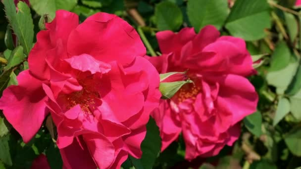 Червона троянда саду цвіте сонячний літній день відео крупним планом макрос з ефектами масштабування, переміщення камери і повільного руху
 - Кадри, відео